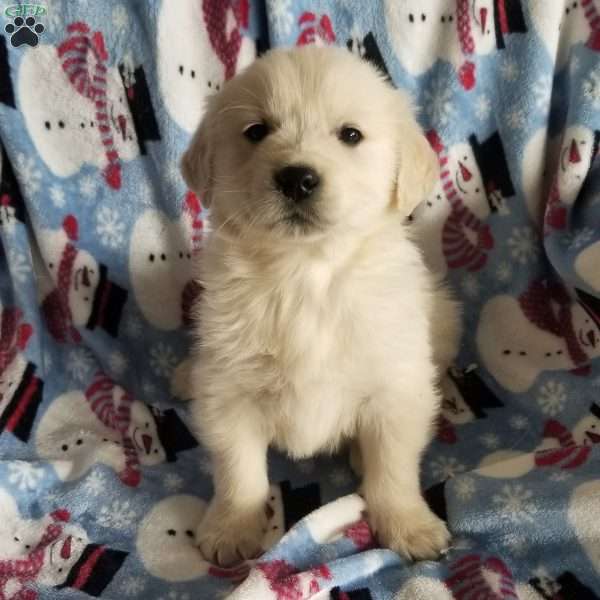 Rex, English Cream Golden Retriever Puppy